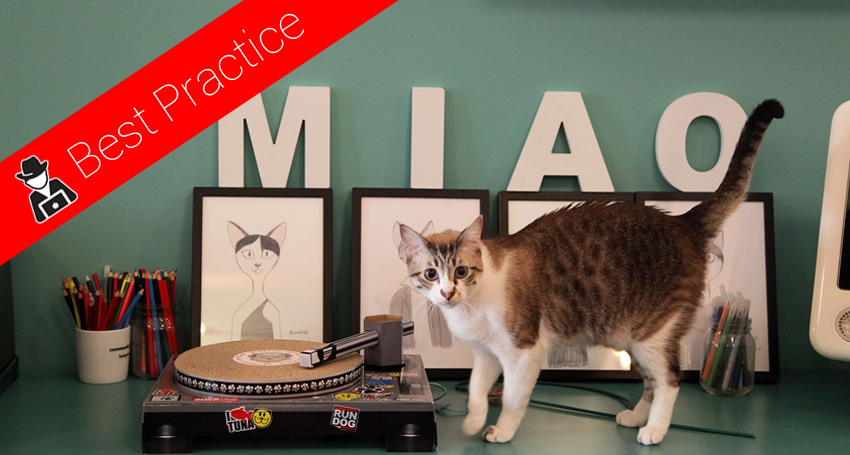 gestire bene i social crazy cat cafe